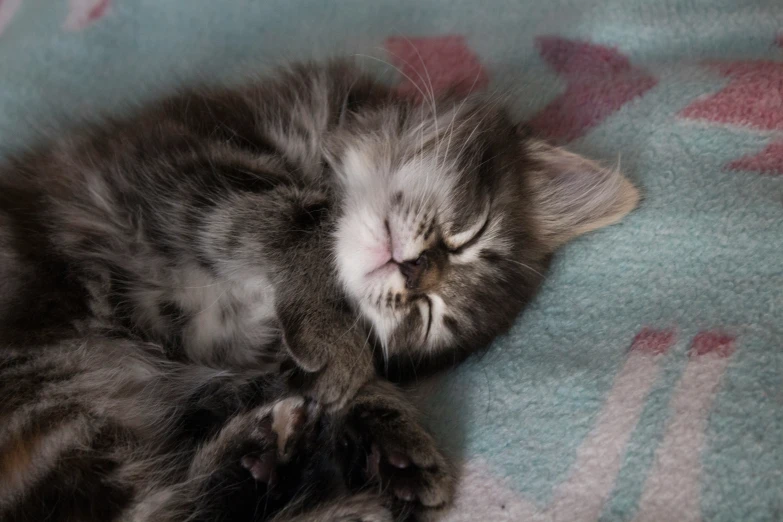 a kitten laying on top of a blanket