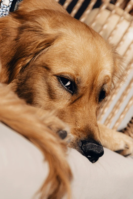 a large brown dog laying on top of a couch