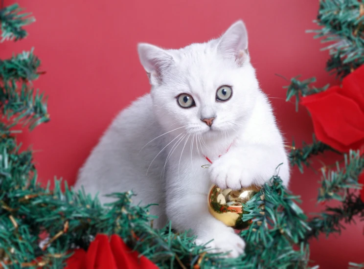 a white kitten looking out from a wreath