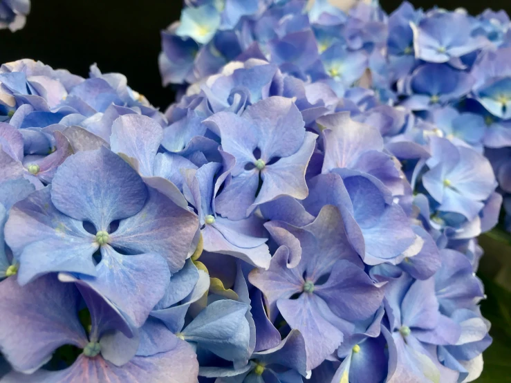 the blue flowers are in bloom and blooming