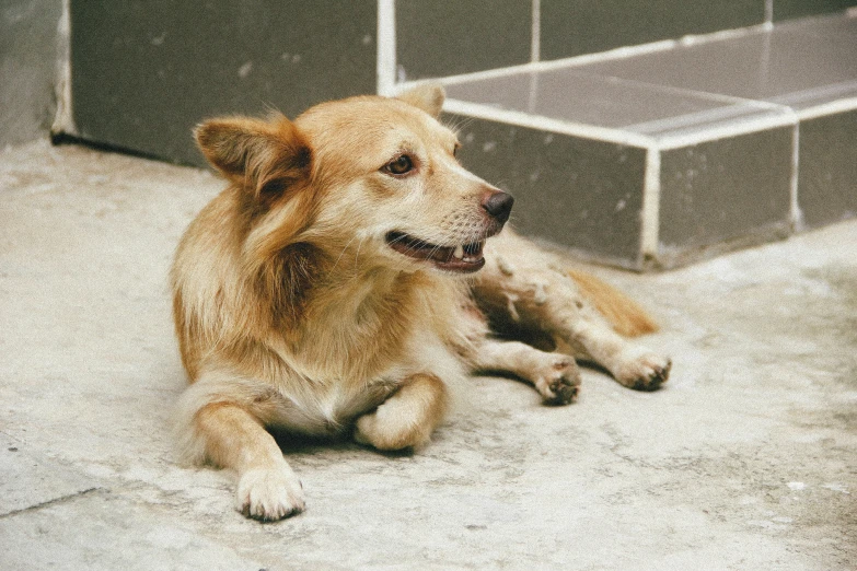 the brown dog is laying next to the bricks