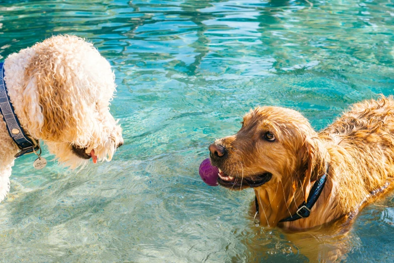 two dogs in the water are swimming together