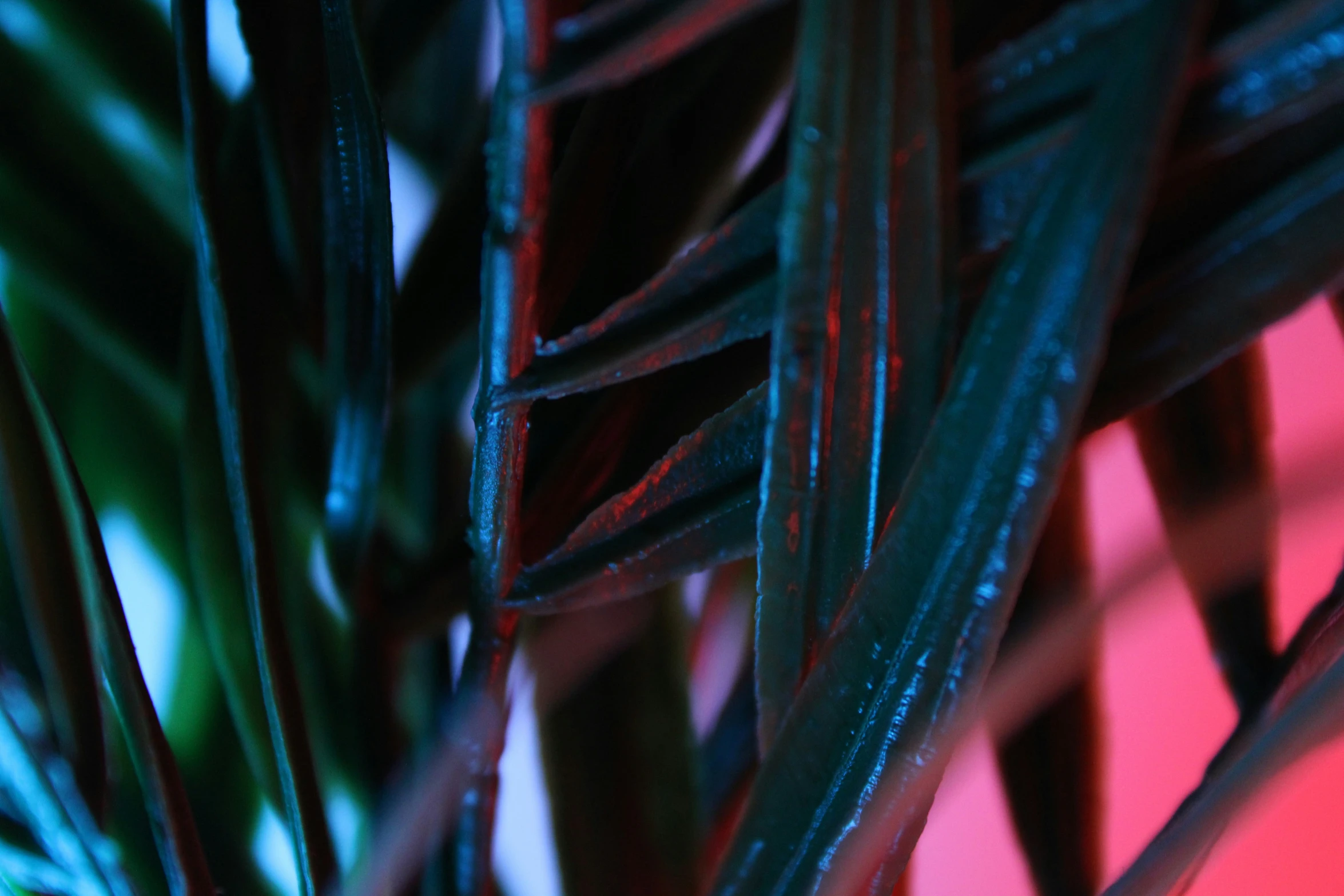 an image of a plant that is growing in the house