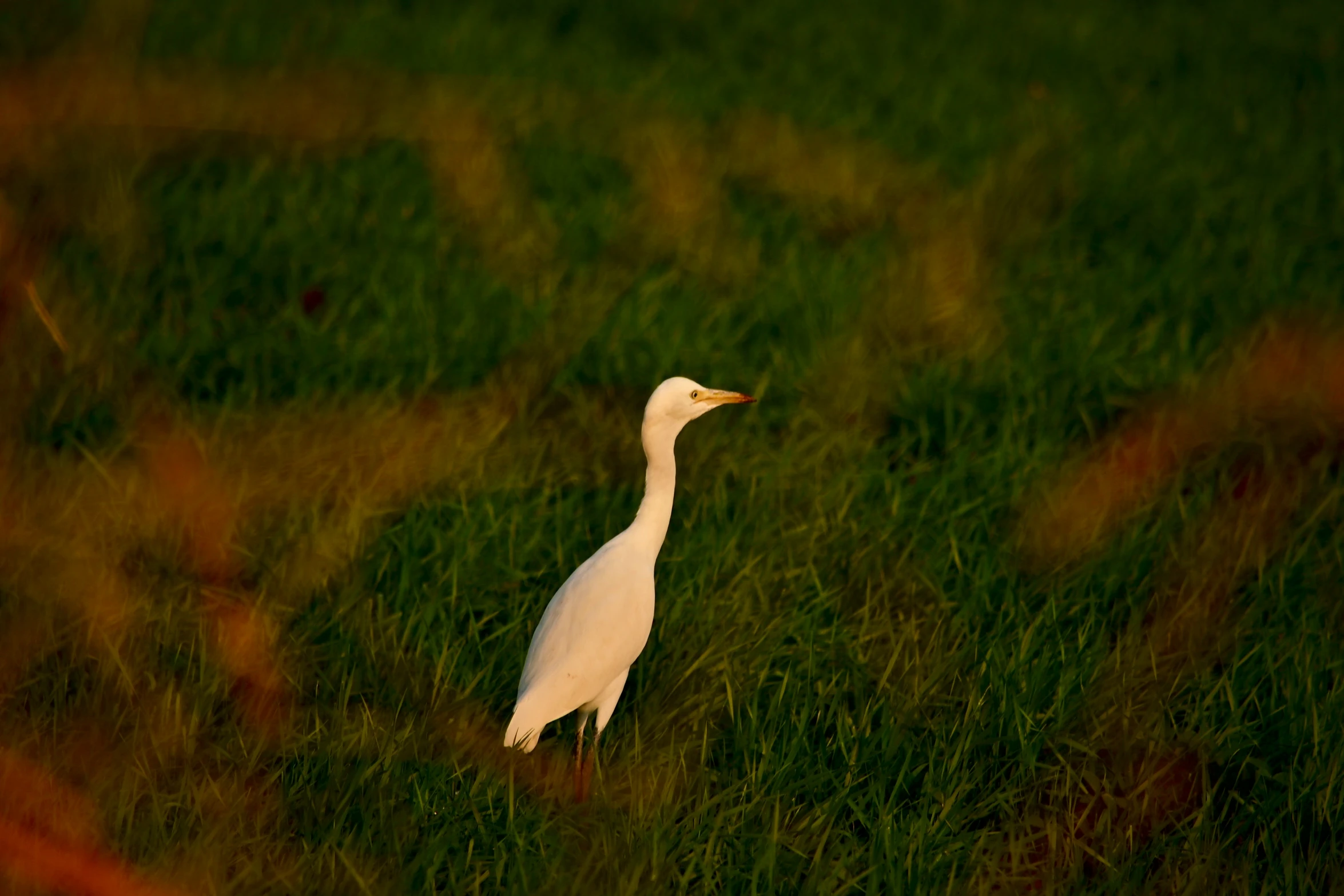 a white bird standing on a lush green field