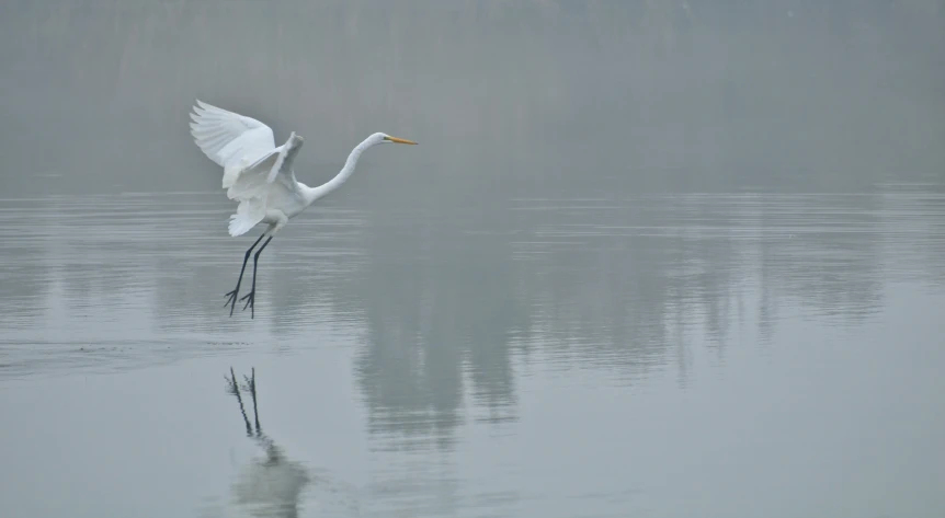 a bird with wings spread in the water