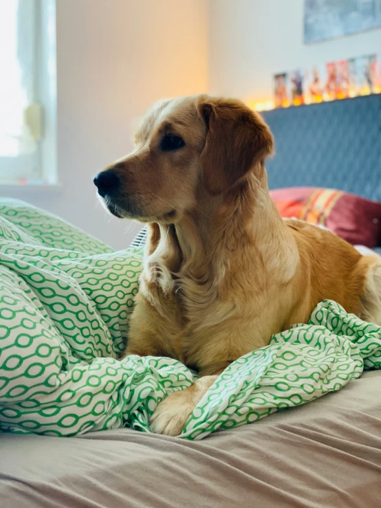 an image of a brown dog laying on the bed