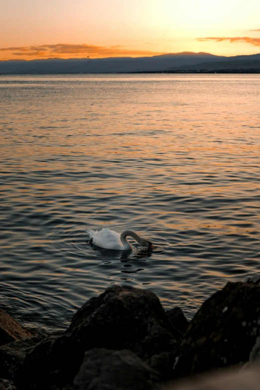 a large white swan is swimming on the water