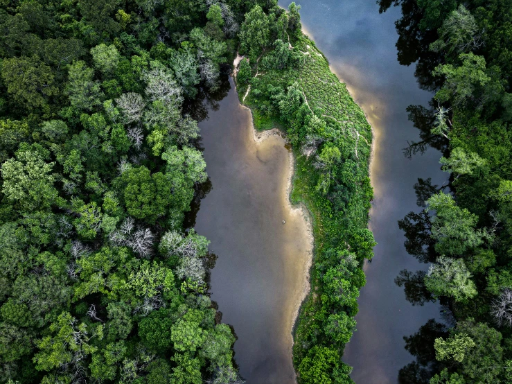 an overhead view of a forest area with light flowing down