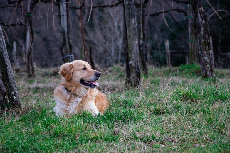 a dog that is laying down in the grass