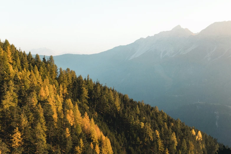 pine trees and mountain side as seen from a distance