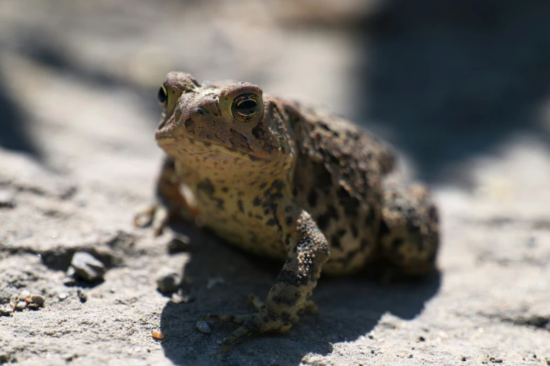 a brown toad sitting on the ground