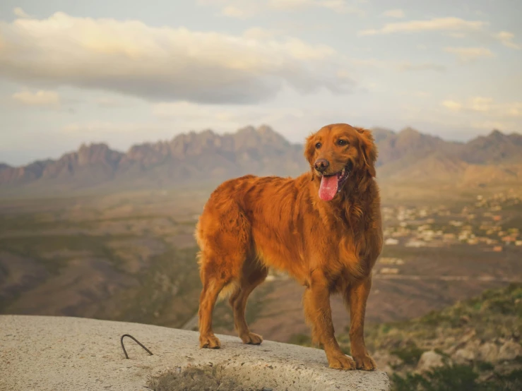 a very cute looking dog standing on the side of a cliff