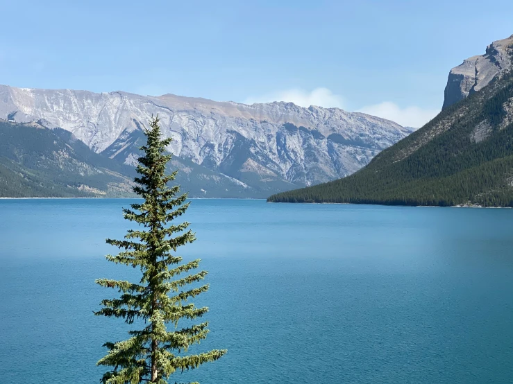 a very tall tree near the water and mountains