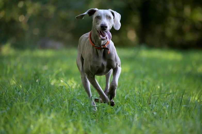 a dog running through the grass in a grassy field