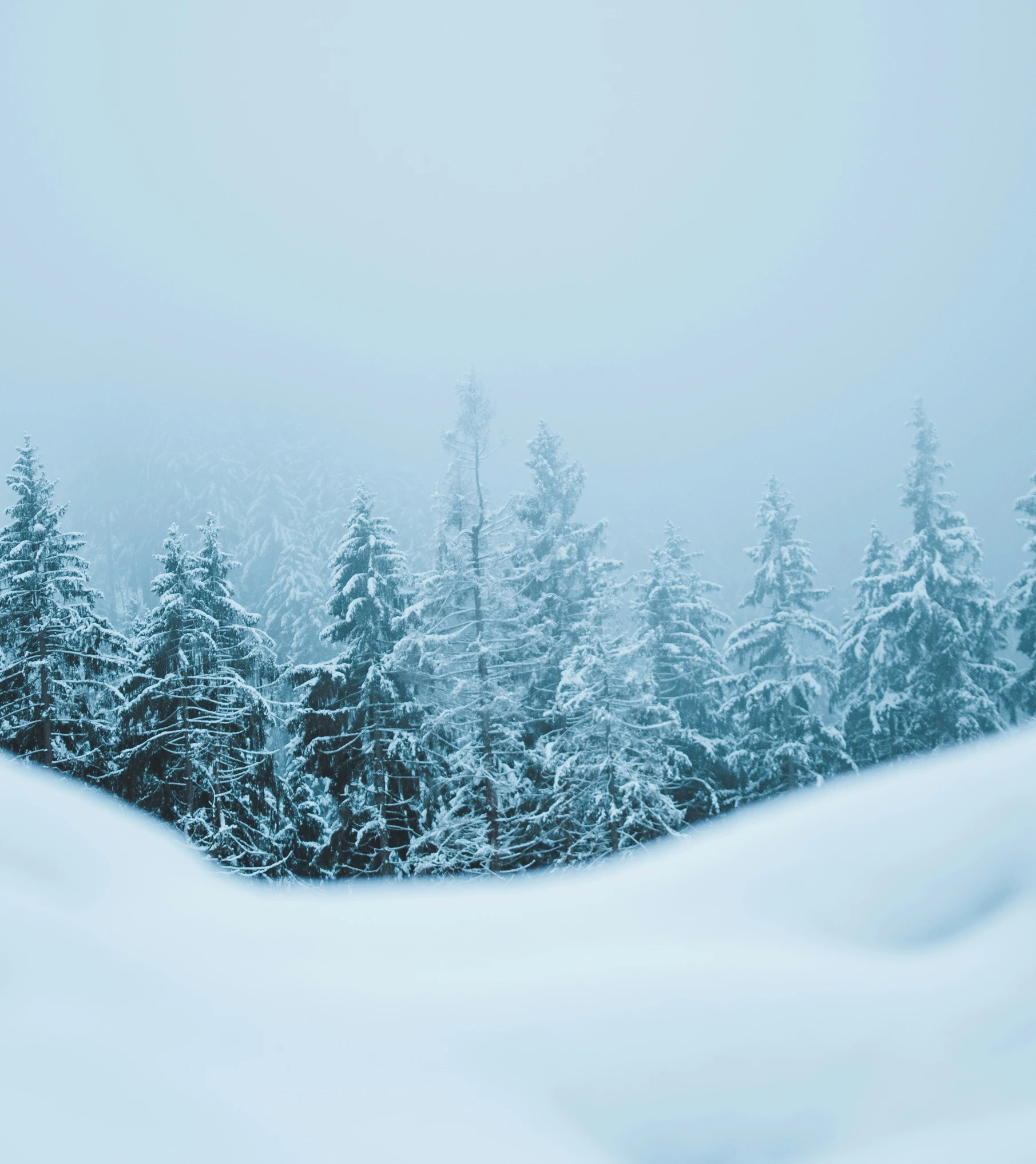 trees covered in snow next to a forest