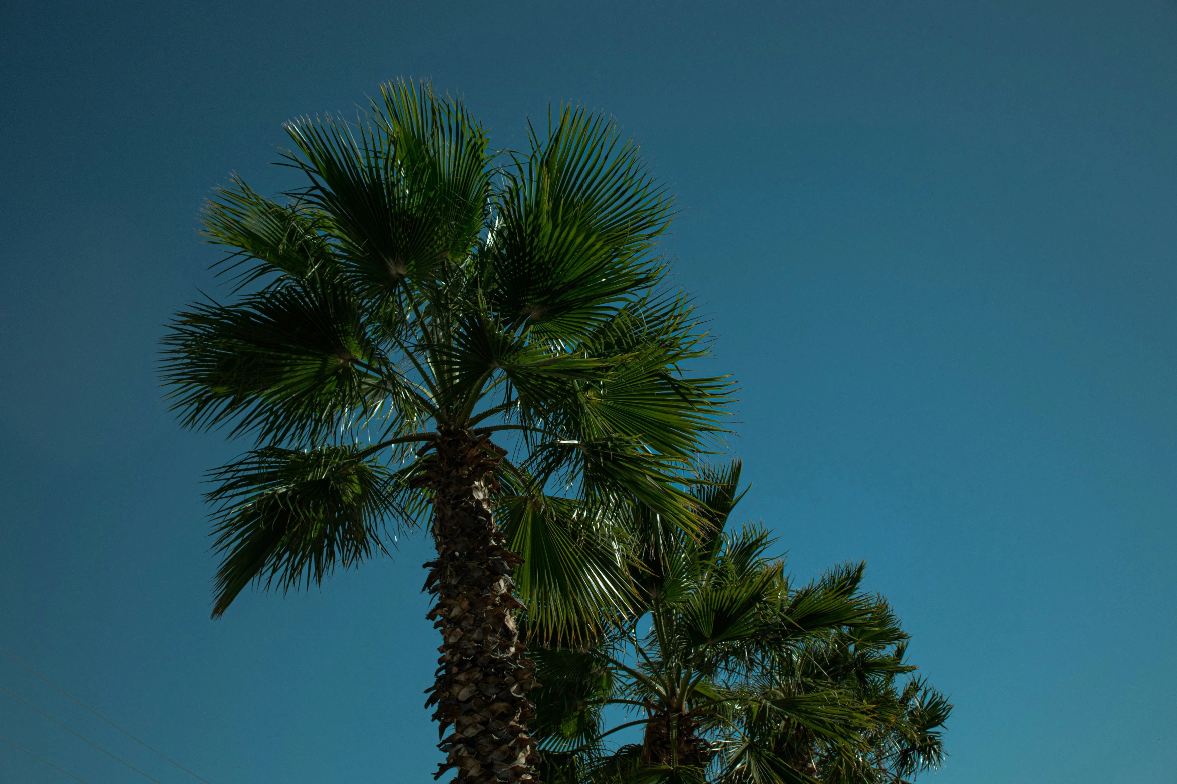 a tall palm tree sitting next to a building