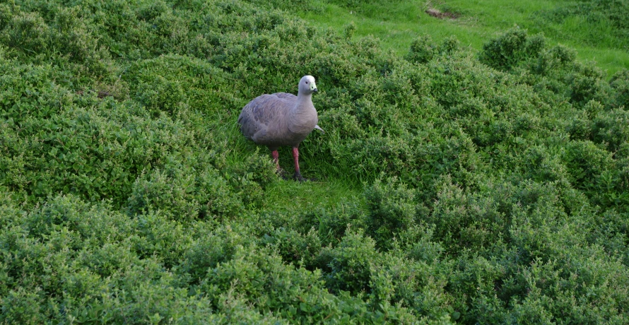 a goose walking through an overgrown area of land