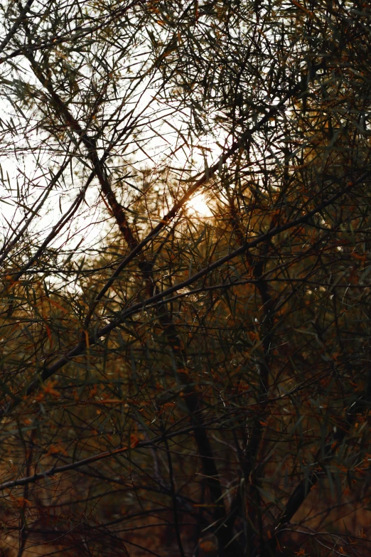 the bird is sitting in the tree looking out for leaves