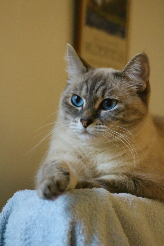 a cat with blue eyes is sitting on a towel