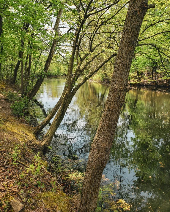 trees lining the side of a river near a forest