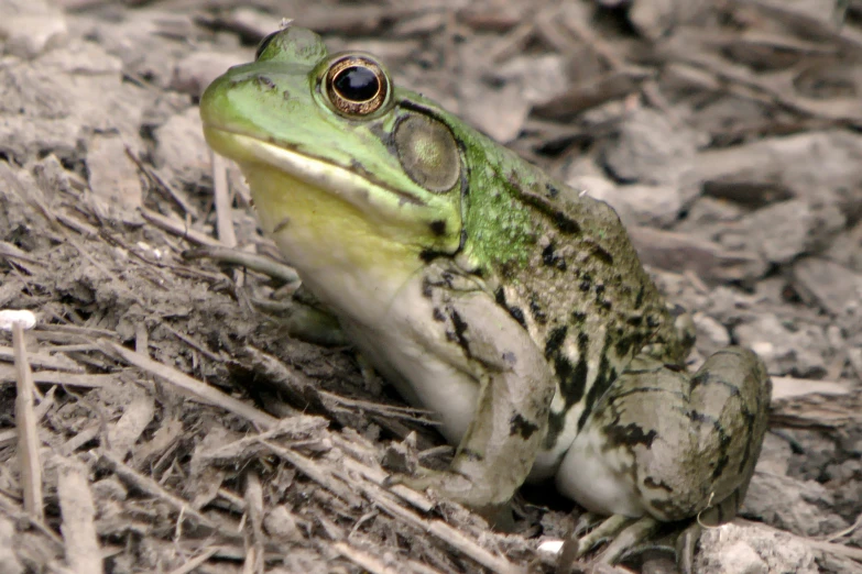 a small green frog sitting on top of dirt