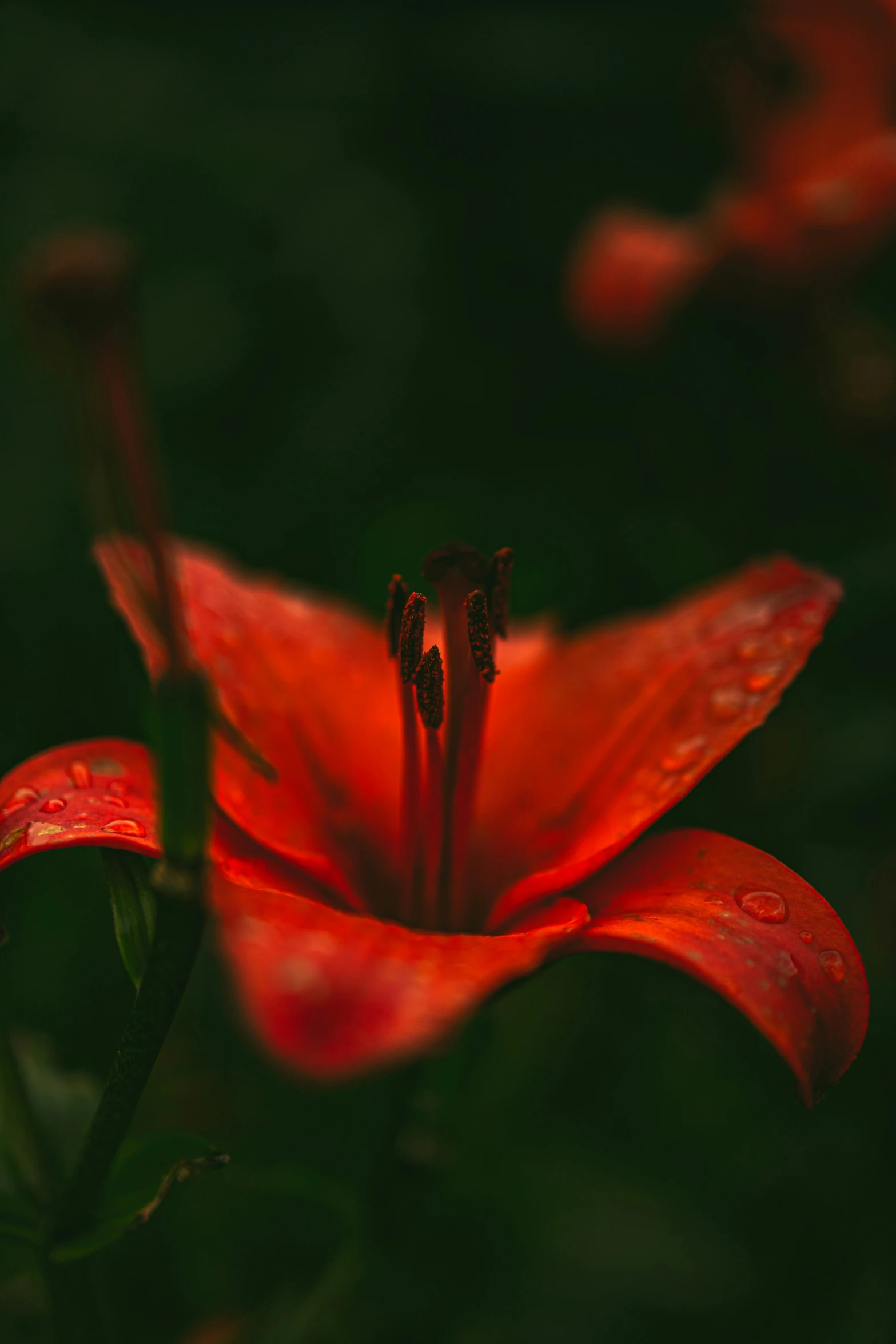 an opened red flower in the middle of it's bloom