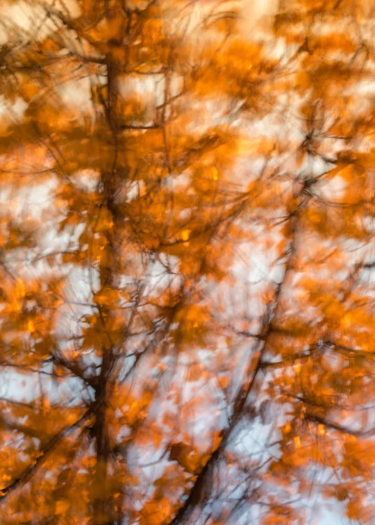 red and yellow leaves are on the nches of trees