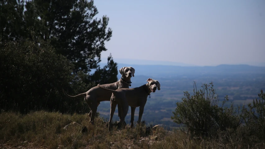 two animals standing on top of a mountain