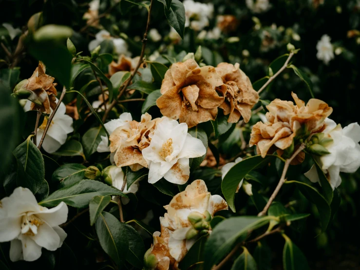 a close up s of white flowers with leaves on them