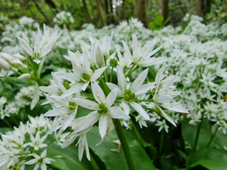 a number of white flowers growing near one another