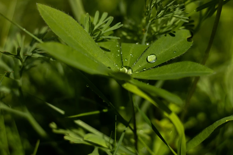 raindrops on a green leaf with grass in the background