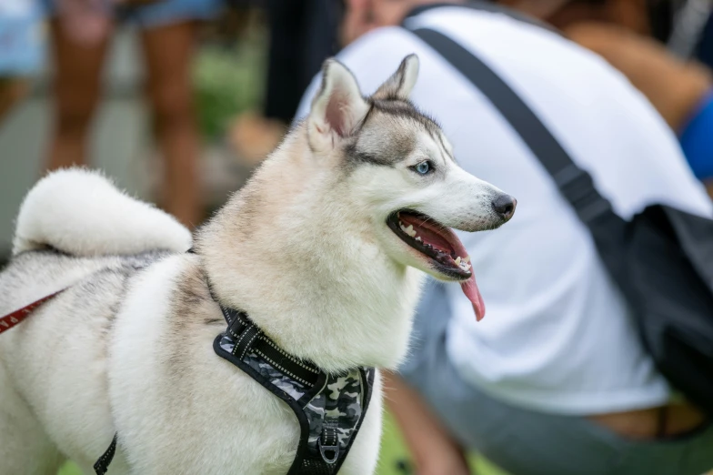 a husky is dressed up on some grass and it looks happy