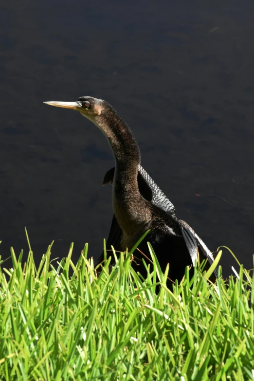 an image of a bird that is in the water