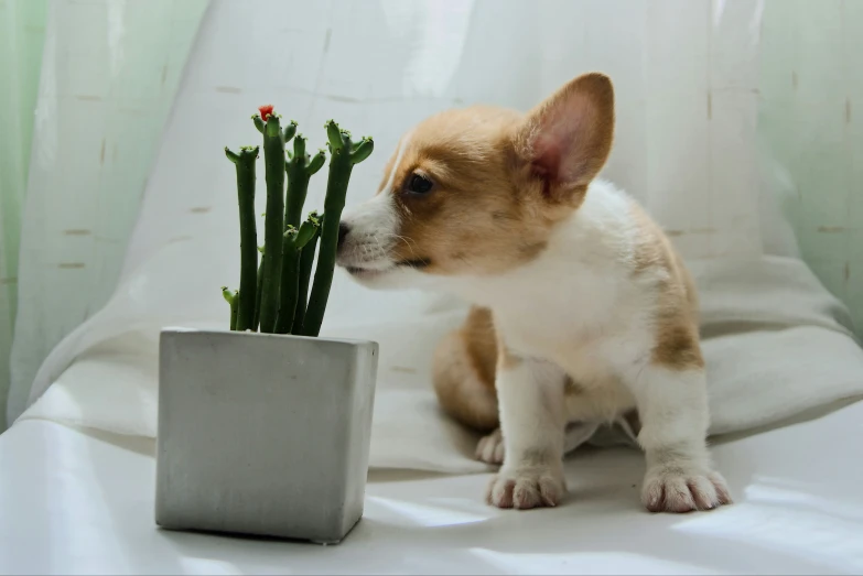 a small dog sniffing the top of a plant