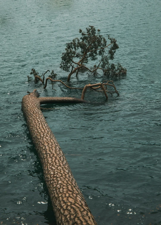 tree trunks submerged in the water on an ocean