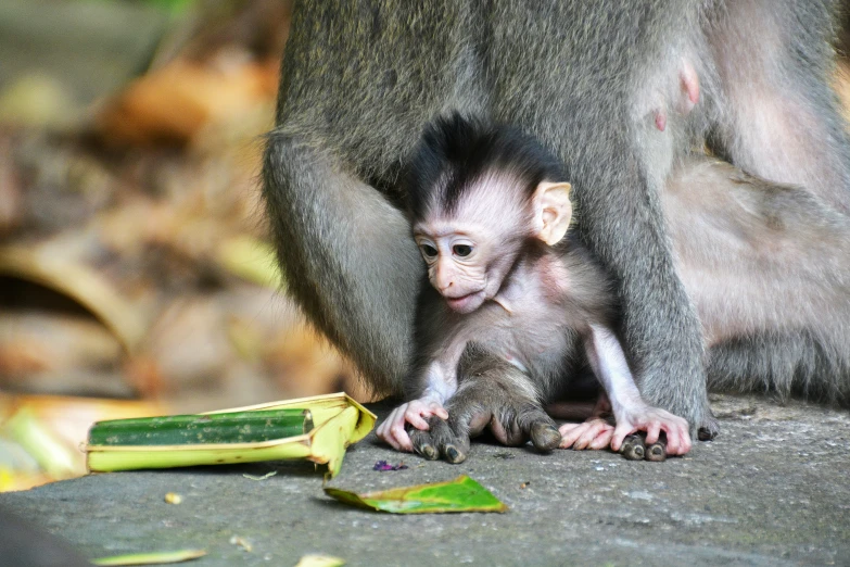 an adult monkey standing next to a baby monkey on the ground