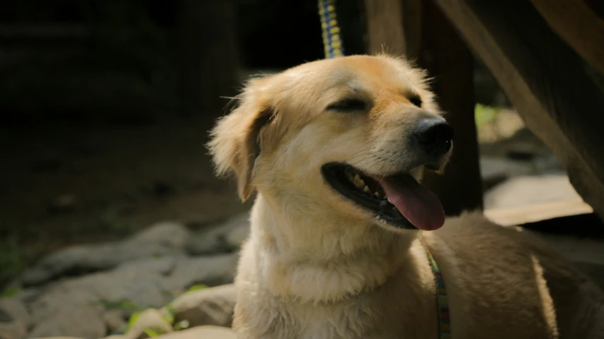 a dog is standing with his tongue hanging out