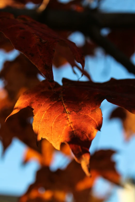 orange leaves are pictured on the tree nch