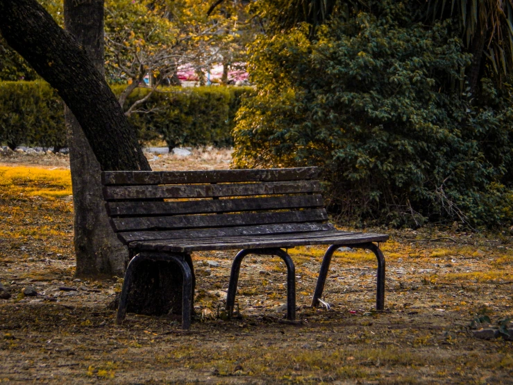 a park bench sitting under a tree in the park