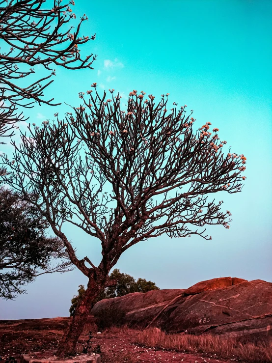 a lone giraffe walks through the trees on a grassy hillside