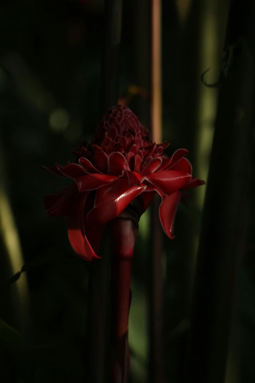 a large flower with dark background