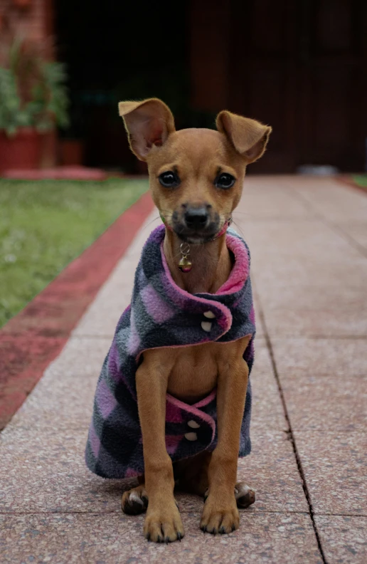 a brown dog sitting on the sidewalk wearing a coat