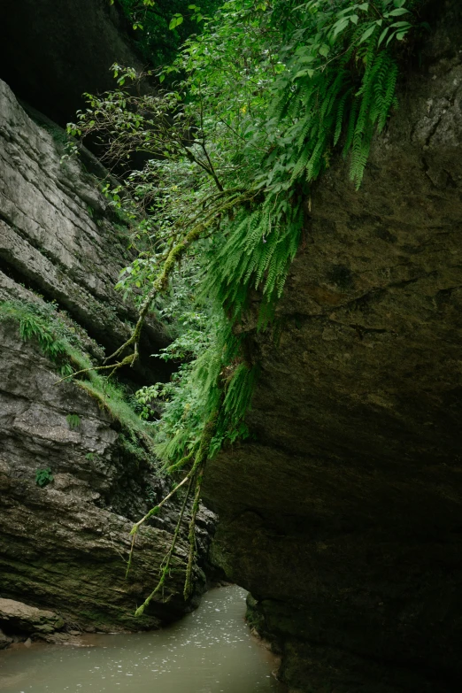 a narrow river is surrounded by thick foliage