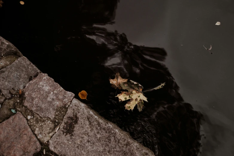 a leaf floating on top of a river next to a brick wall