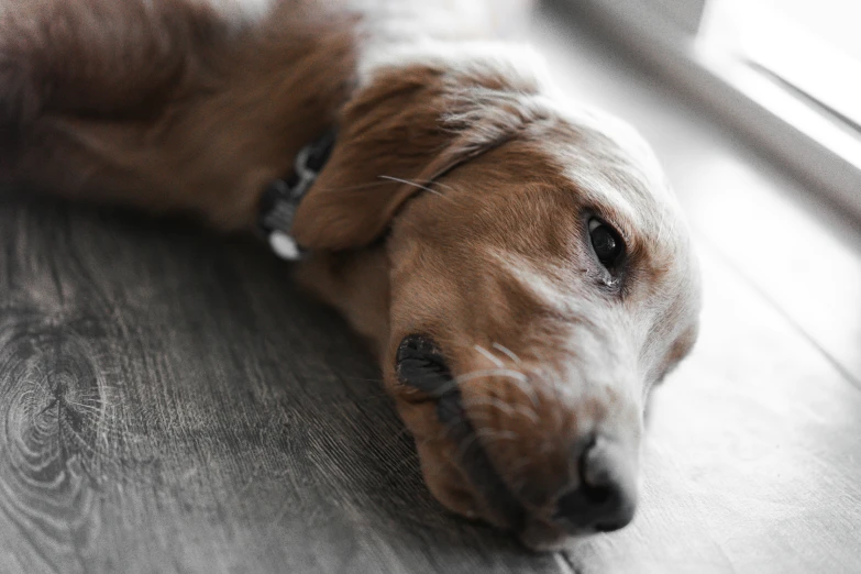 a close up po of a dog lying on the floor