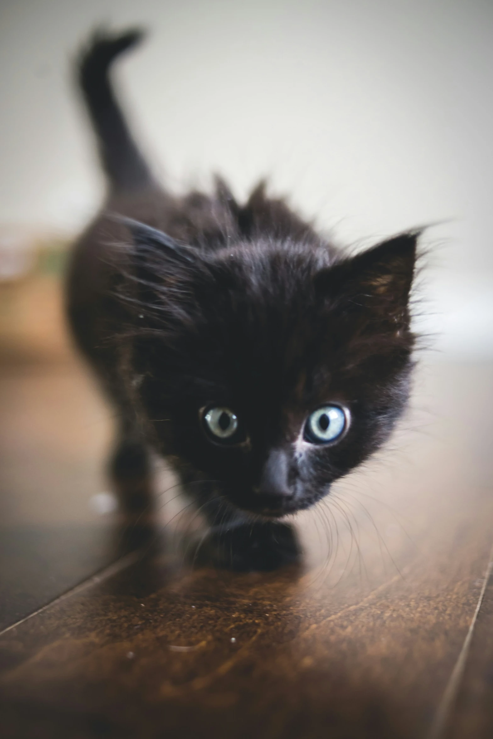 a black kitten with a very cute little face