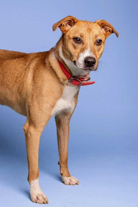 a small brown dog on a blue background