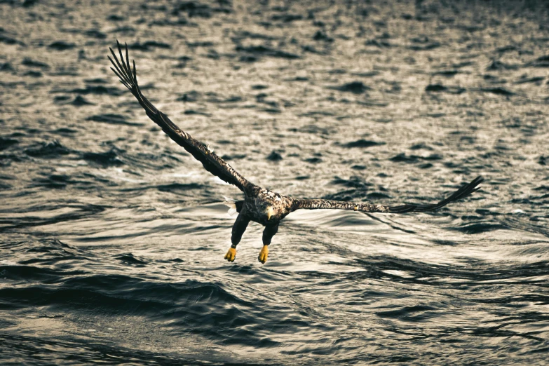 an adult seagull gliding over rough ocean water