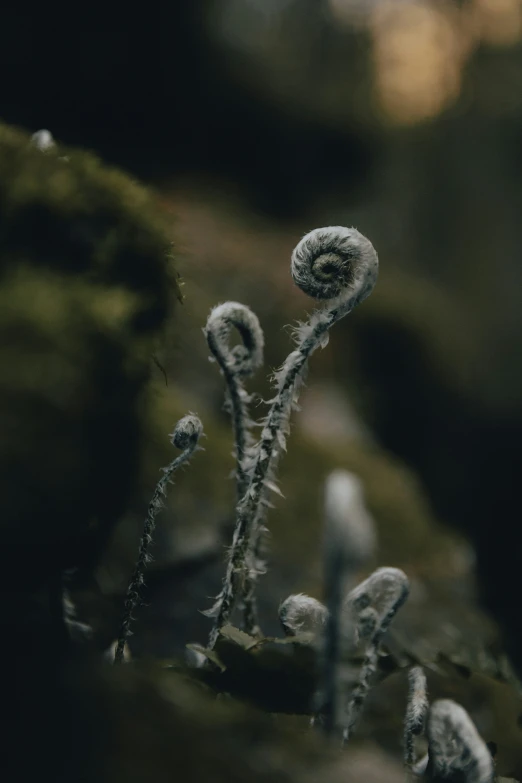 plants and leaves in the woods covered with snow