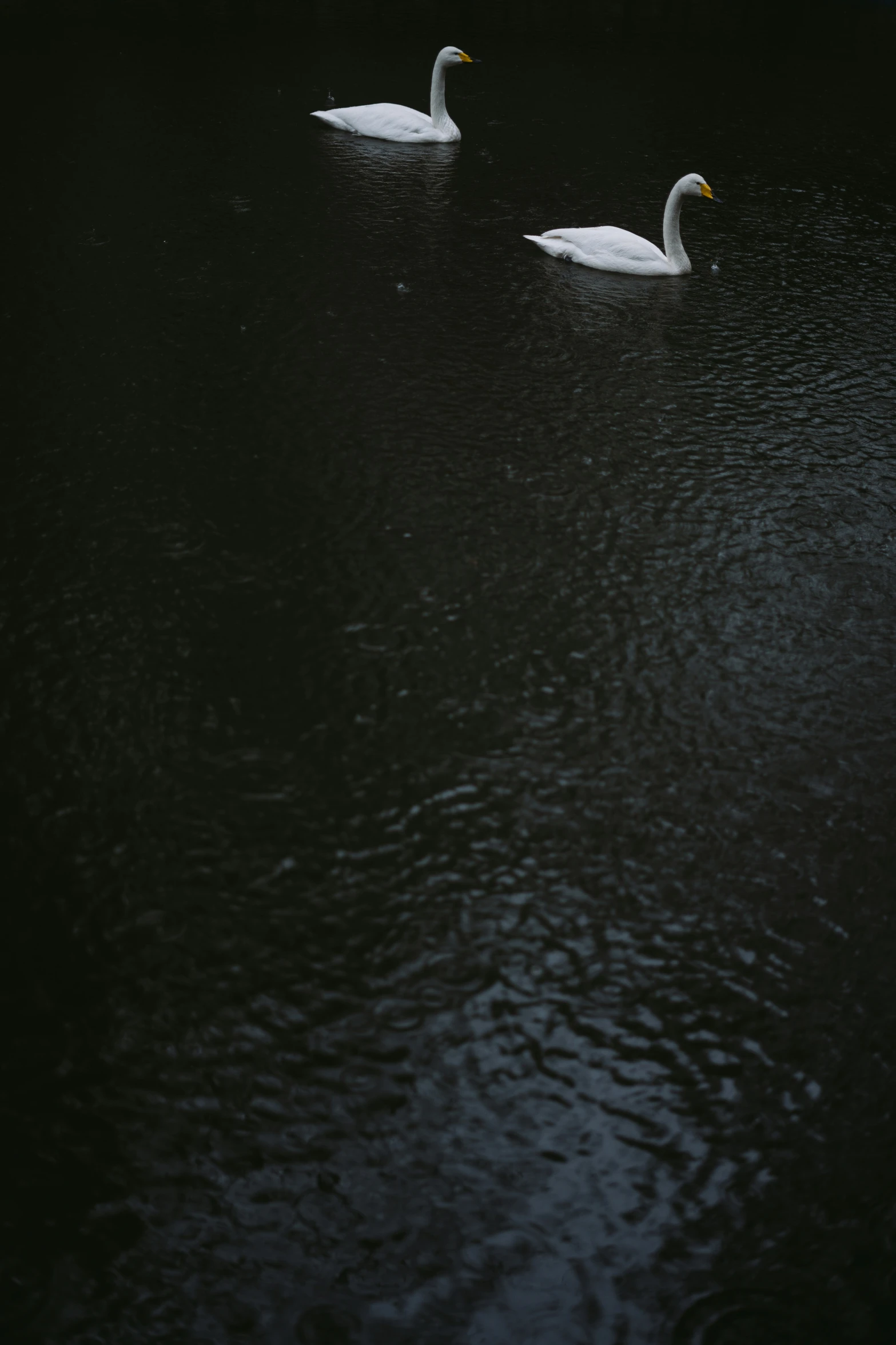 two birds floating on top of a large body of water